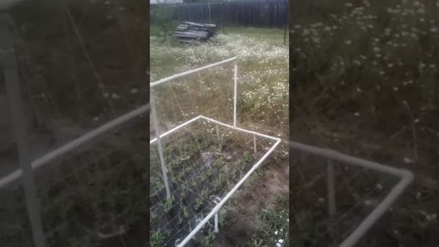 Шпалера для гороха своими руками (самополив). смотреть онлайн