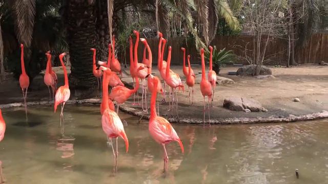 Flamingo / Розовые фламинго смотреть онлайн