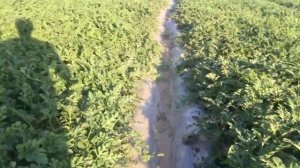 Выносливый гибрид сладкого арбуза Юкон F1 (Yukon F1) с крупными плодами