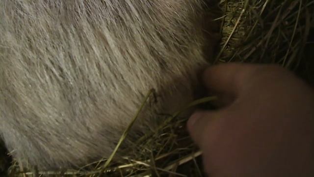 ХРОМОЙ ПОРОСЕНОК//деревенские будни смотреть онлайн