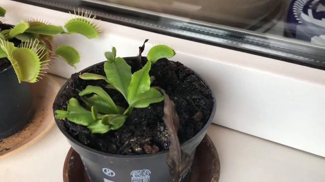 КАК ДЕЛА У МУХОЛОВКИ ????????? смотреть онлайн