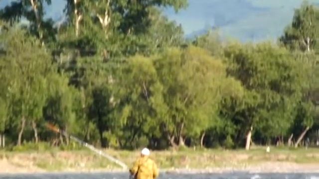 Горный Алтай река Чарыш с.Чарышское рыбалка на хариуса смотреть онлайн