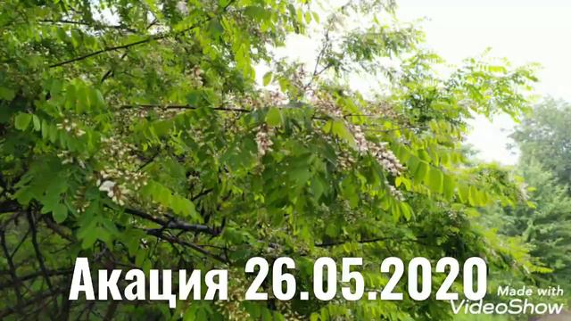 Акация. 26.05.2020 ХОЛОДНО!!! смотреть онлайн