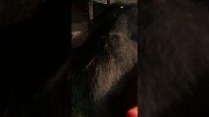 Признаки отела у нетеля
