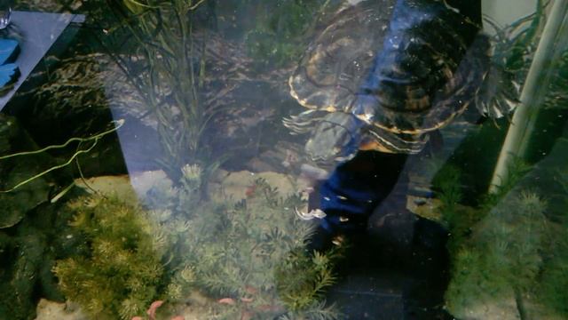 Trachemys scripta troosti food snail смотреть онлайн