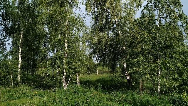 Приметы на 15 июля в день БЕРЕГИНИ. Что нельзя делать смотреть онлайн