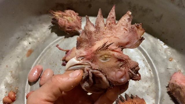 НЕ ОШИБИТЬСЯ//Как правильно выбрать петуха на племя//Бресс Гальцы Немецкая селекция Украина смотреть онлайн