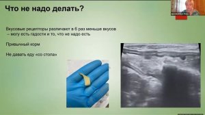 Собака проглотила инородное тело, что делать ИВЦ Дунаева Е П