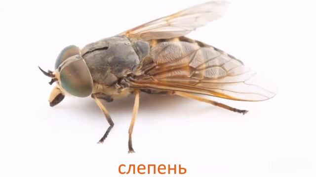 5. Насекомые и пауки по Доману. Карточки Глена Домана. Метод домана смотреть онлайн