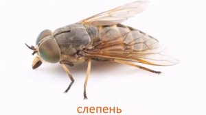 5. Насекомые и пауки по Доману. Карточки Глена Домана. Метод домана