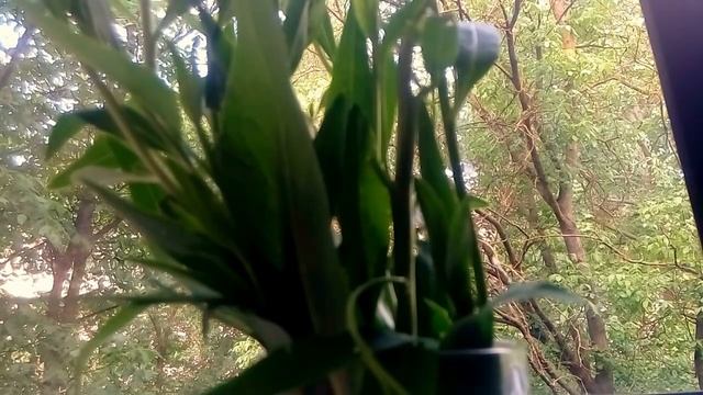 ГДЕ РАСТЁТ ВАСАБИ (РАЗНОВИДНОСТЬ КИРСАЛАТ) , РЕЦЕПТ СОУСА И ОБМАН В СУПЕРМАРКЕТАХ 25.05.2018 смотреть онлайн