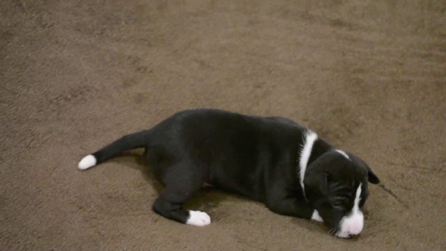 Мальчик № 2 - 22дня (д.р. 19.11.2018.) смотреть онлайн