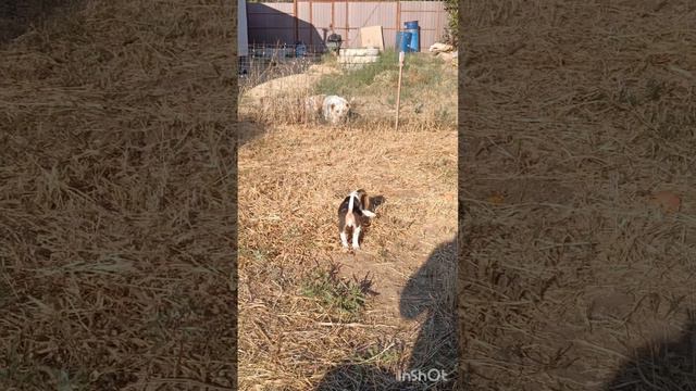 Бигль 2 месяца и Алабай 3,5 года смотреть онлайн