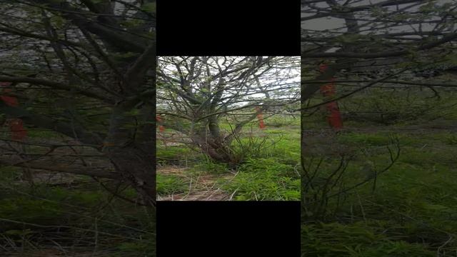 Обзор дачки