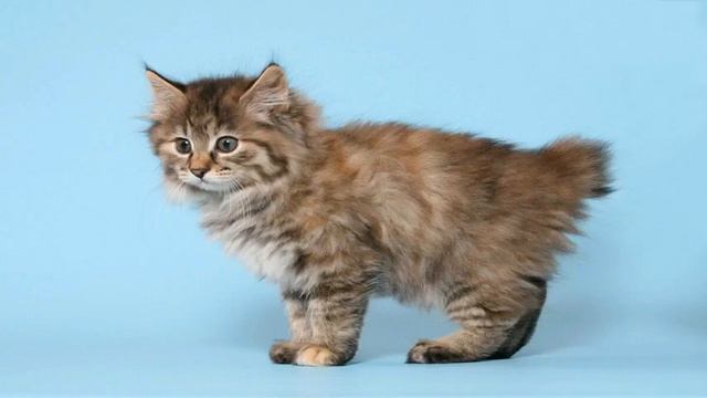 The Kurilian Bobtail, Beautiful&Unusual Russian cat breed смотреть онлайн