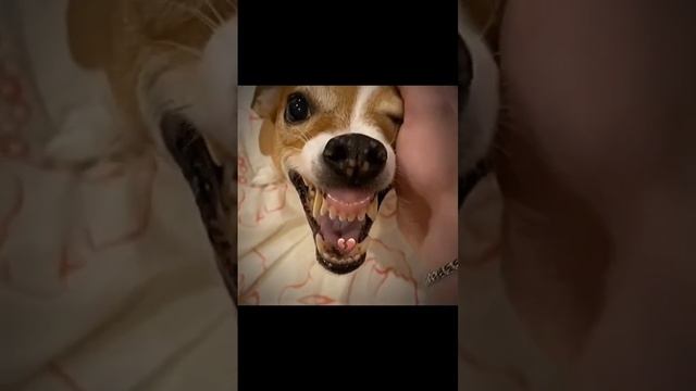 Мистер бомбастик бомба фантастик #мем смотреть онлайн