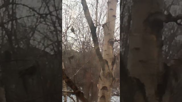 Свиристели прилетели смотреть онлайн