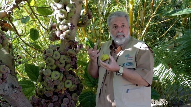 John, Ficus Auriculata, Fig Tree
