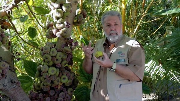 John, Ficus auriculata, fig tree