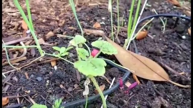 Emmy's Creative Corner S3 E5: Growing Tomatoes & Vegetable Garden in a Tiny Space. Part 3 смотреть онлайн