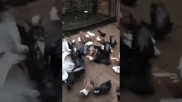 Продаються голуби Почотного, Мельника В.Г. смотреть онлайн