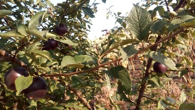 Озарк Премьер и Генерал. 02.августа 2016 г. - Ozark Premier and General. August 2, 2016 смотреть онлайн