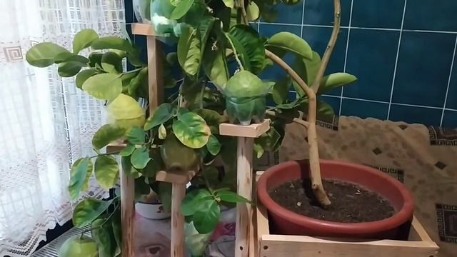Лимонний корабель