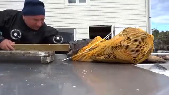 ШОК! МОРСКОЕ ЧУДОВИЩЕ ОТКУСИЛА РУКУ! смотреть онлайн