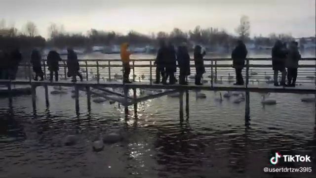 Лебеди на Алтае смотреть онлайн