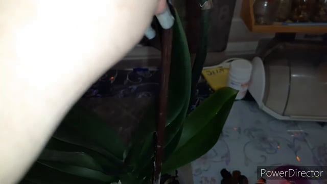 Не удержала хомяка/Бомбическая Орхидея/Мечта а не орхидея/Но не все так гладко/Я думаю мы справимс смотреть онлайн