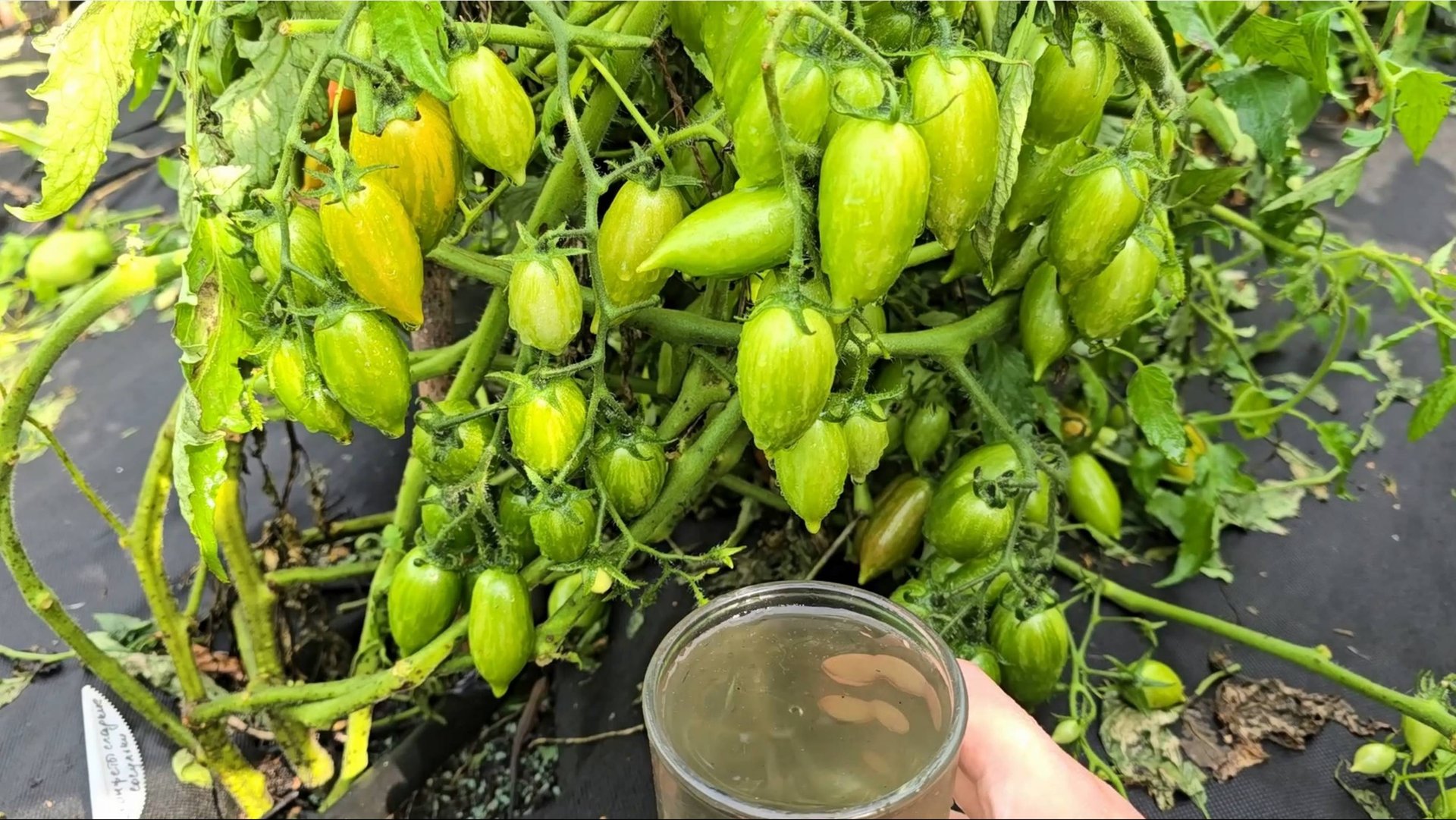 Даю в августе томатам, огурцам, перцу и они сразу обильно заплодоносят, поспеют, станут вкусными смотреть онлайн