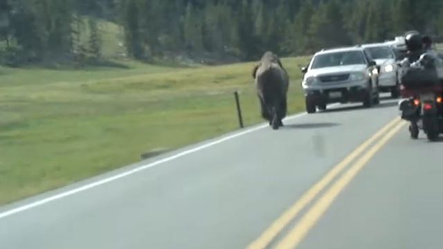 Yellowstone - Bison II смотреть онлайн
