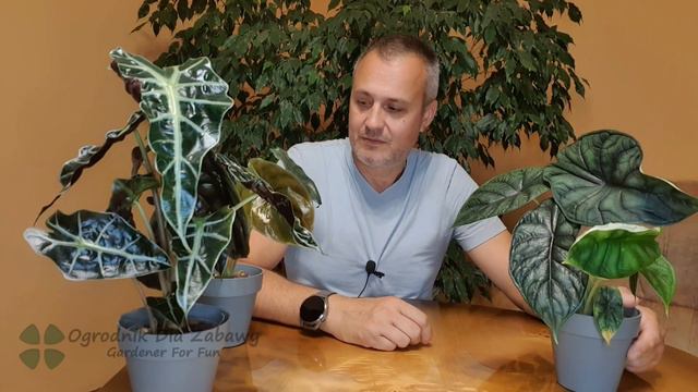24. Nie przesadzaj, Alokazje z Biedronki tego nie wymagają. смотреть онлайн