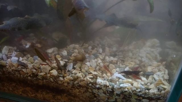 Уборка и прополка в аквариуме кубике на 30 литров. Жизнь в аквариуме смотреть онлайн