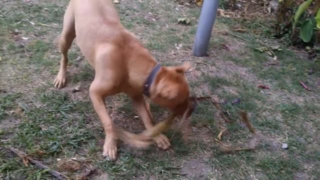 TANGO EL PITBULL смотреть онлайн