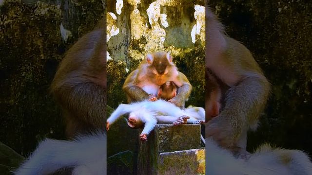Monkey Libby Trying To W-arn Baby LEO And Make Him So H-urt
