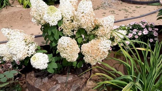 Гортензии Ванила Фрайз, Даймонд Руж, Бобо, Лаймлайт, Скайфолл смотреть онлайн