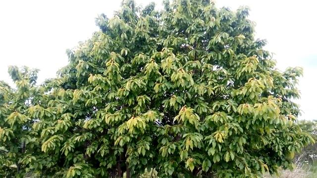 Вишня или черешня смотреть онлайн