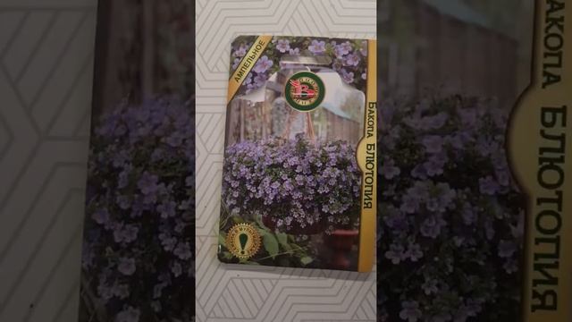 БАКОПА из семя БИОТЕХНИКА #бакопа #дачники #огородники #садоводы #цветоводы #цветы смотреть онлайн