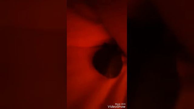 Как засыпает черепашка смотреть онлайн