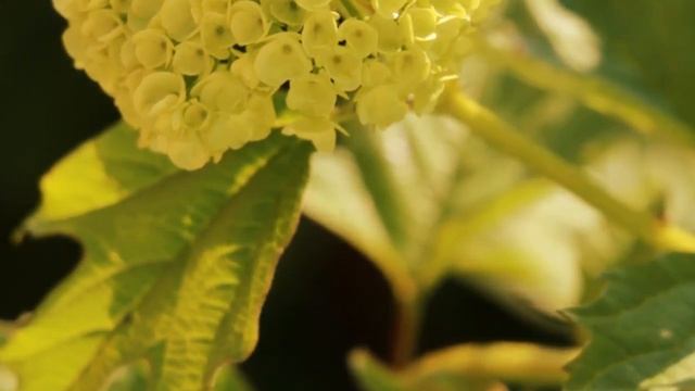 Баночка для цветов???своими руками?с ЛЮБОВЬЮ ?декупаж