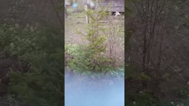 Обзорчик дачи. Дачные задачки по чуть чуть решаем. смотреть онлайн