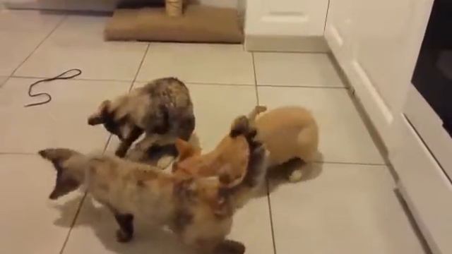 Всегда-всегда очень-очень много-много важных-важных ДЕЛ!...Котята девон рекс. смотреть онлайн