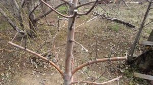 Как пересадить взрослую яблоню весной?