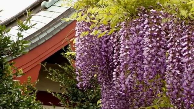 Глициния смотреть онлайн