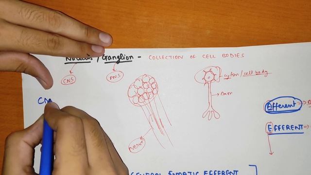 Cranial Nerves Anatomy - 1 | Nuclei Of Cranial Nerves