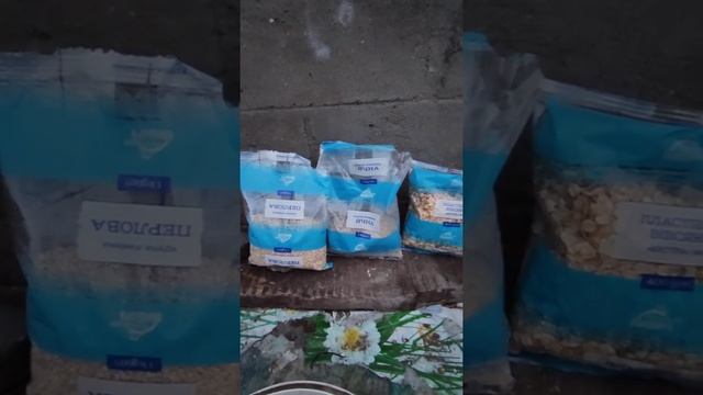 Смесь для кормления голубей при тёплой зиме смотреть онлайн