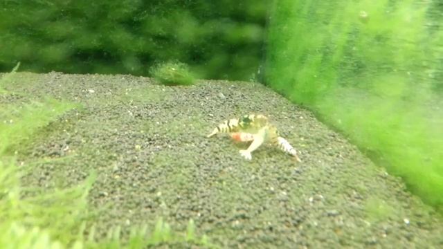 ТиБи и Тайвань Би: Время Кормления | TiBee & Taiwan Bee: Feeding Time смотреть онлайн