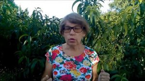 Ловчий пояс из синтепона: защита плодовых от муравьёв (тли) - 7 дач