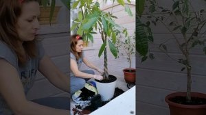 ФОРМИРОВАНИЕ ПАХИРЫ.